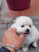Chiots spitz