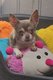 Chihuahua femelle adulte  donner contre bon soin