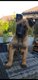 Chiots berger malinois