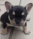Bouledogue Francais : Craquer pour la suzy family