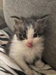 Adorables ptits mecs  rserver