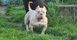 Femelle american bully