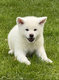 Chiots Akita Inu