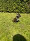 Bouledogue francais disponible de suite