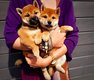 Magnifiques chiots Shiba Inu femelles roux...