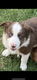 Magnifiques chiots border collie disponibles