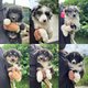 Magnifiques chiots berger australien