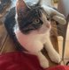 Chat femelke