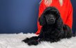 Femelle caniche moyen noir