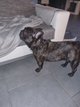 Bouledogue francais noir bring