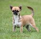 Chihuahua femelle poils courts