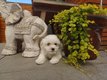 Bichon maltais nain