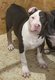 Chiots american bully xl