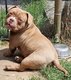 Amricain bully mle micro
