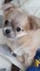 Chihuahuas from swit Valley since 1996(FCI )