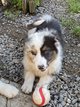Chiots bergers australiens pures races pedigree...