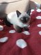 Adorables chatons siamois