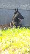 Malinois male