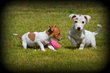 Chiots Jack Russell