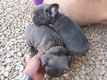 Chiots bouledogue franais bleu fauve