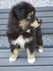 Magnifiques bbs  adopter samoyede/berger...