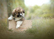 Magnifiques chiots Welsh Corgi Pembroke...