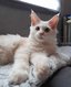 Magnifique Chaton Maine Coon