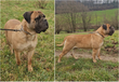 Chiot Bullmastiff avec pdigre Saint-Hubert