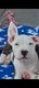 A donner 2 chiots mles amstaff  ne le 22...