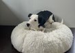 Jack Russel