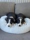 Croiss Berger Australien/Border Collie