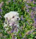 Superbes bichons maltais