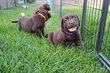Chiots labrador chocolats, levage amateur,...