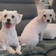 Bichon maltais  la retraite