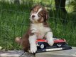 Adorable chiot Berger Australien disponible