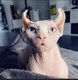 Sphynx Elf Adulte