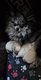 Jolie femelle pomeranien mini
