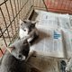 Chatons croiss