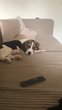 Milo, Beagle mâle de 4 mois