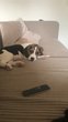 Milo, Beagle mle de 4 mois