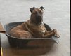 A adopter , Joe