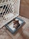 Chihuahua chiot a rserver