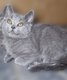 Chatons British Shorthair et Longhair