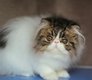 Magnifiques chatons persans  rserver