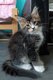 Magnifique chaton maine coon disponible  la...