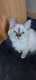 Magnifiques birmans levs en famille