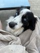 Border Collie Noir et Blanc aux yeux Bleu