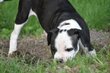Staffordshire bull terrier, reste 1 femelle