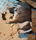 Chiots bull terrier