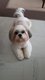Shih Tzu mle pour Saillie